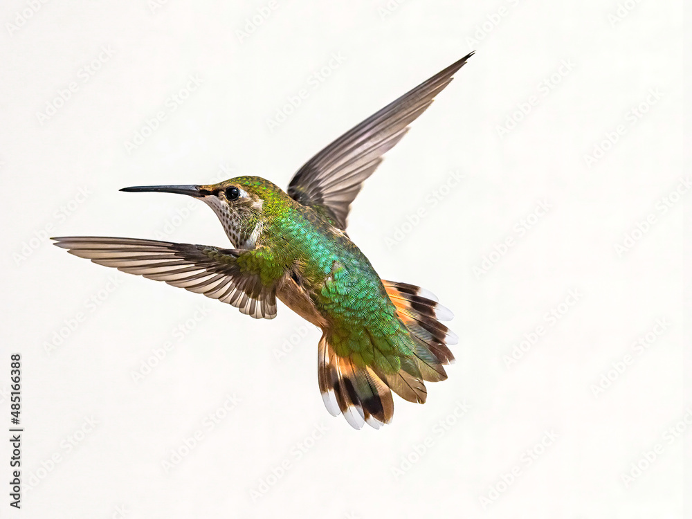 Fototapeta premium Hummingbird with Wings bending 