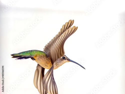 Hummingbird with Wings bending
