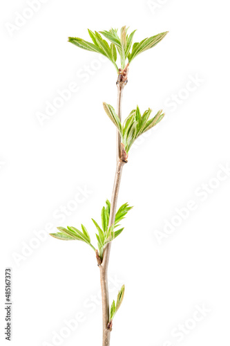 Rowan  Sorbus aucuparia  branch with emerging leaves in spring. Isolated on white background.