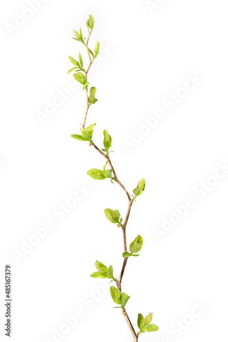 Elm-leaf spiraea (Spiraea chamaedryfolia) branch in spring. Isolated on white background.