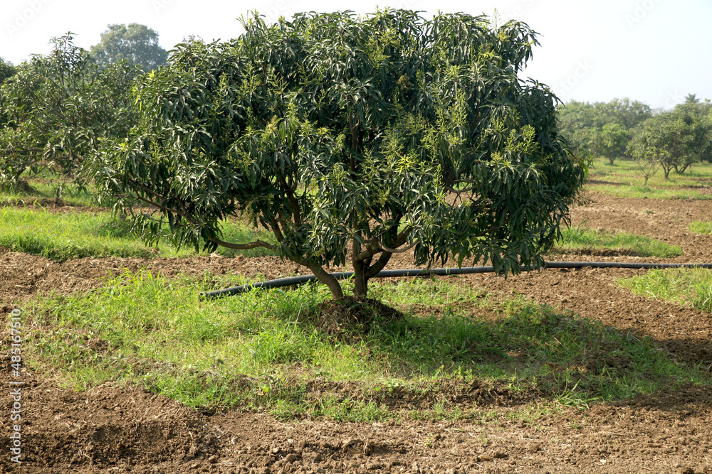 young mango tree and new mango tree plantation farm
