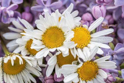 spring background with white daisy flowers. Oxeye daisy  a species of Daisy  also known as Dog  Moon  White  Marguerite  its botanical name is Leucanthemum vulgare.