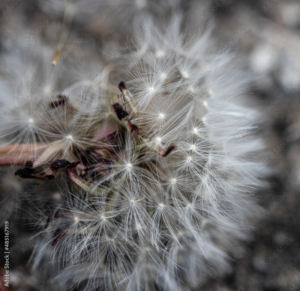 Fototapeta premium rest of a flower with seeds of a blossomed dandelion on a stalk in sunny weather in a grass, Macro photo detail