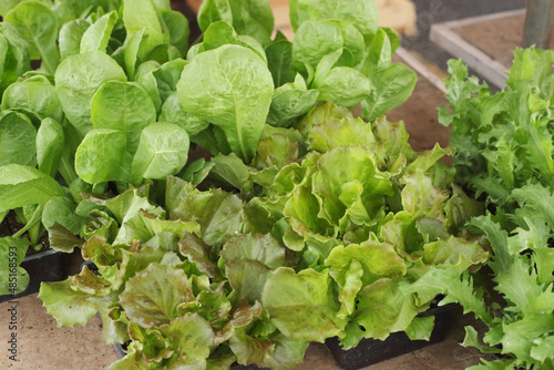 Young plants of different types of green salad at the market