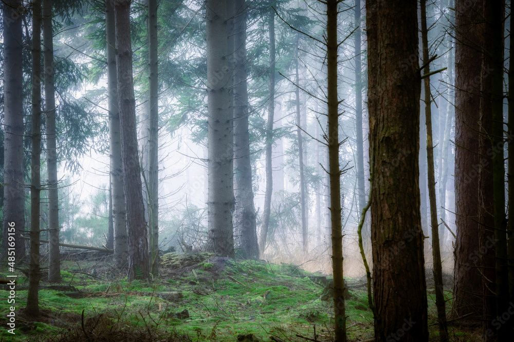A forest full of spruce in the fog in the Netherlands