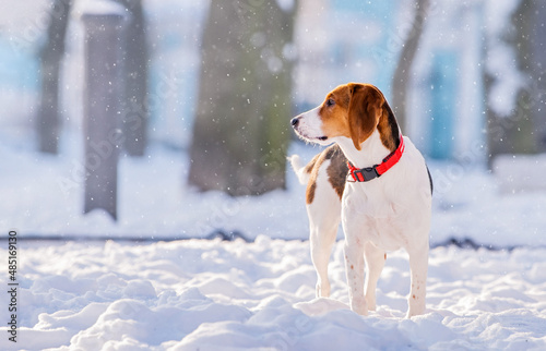 Portrait of american beagle dog walking in snow on camera in winter in park