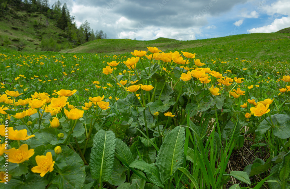Mountain landscape. Flowery meadow with hills in the background. Yellow flowers of Caltha palustris.