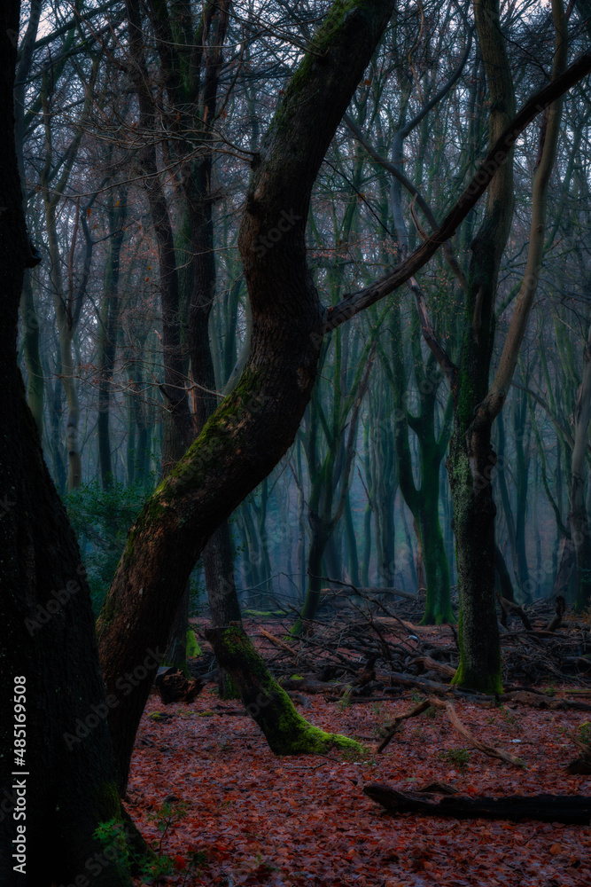 A spooky forest with dancing trees on the Veluwe in the Netherlands