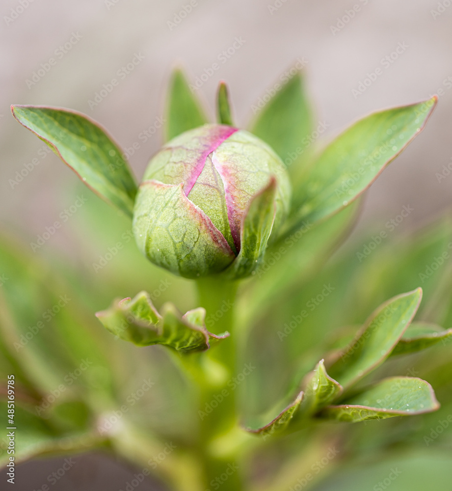 A flower close bud of Paeonia flowers that has not yet bloomed. This is an enlarged picture of peony flower bud blossoms A flower close bud of Paeonia flowers that has not yet bloomed. This is an enlarged picture of peony flower bud blossoms