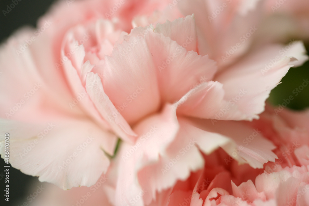 Fluffy flowers of pink fragrant carnations Fluffy flowers of pink fragrant carnations