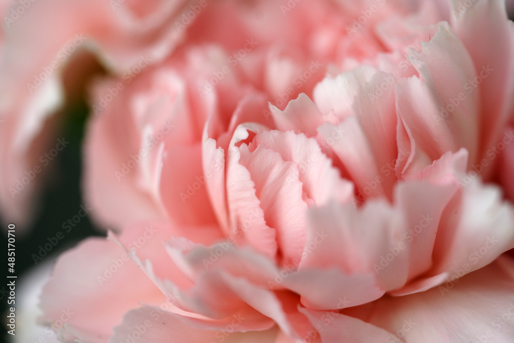 Fluffy flowers of pink fragrant carnations Fluffy flowers of pink fragrant carnations