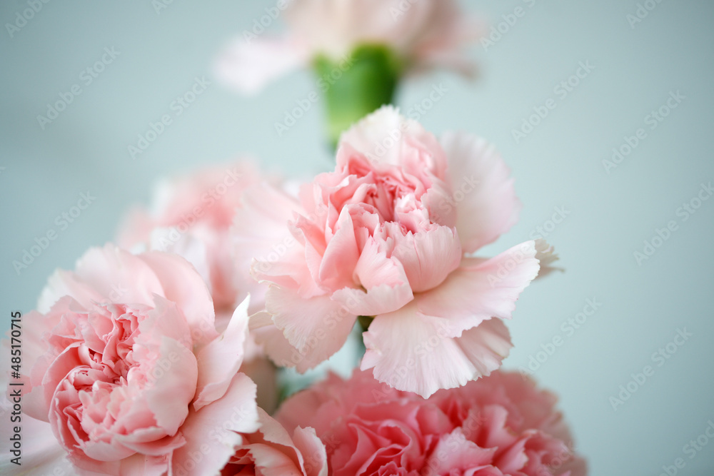 Fluffy flowers of pink fragrant carnations