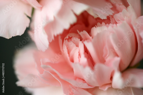 Fluffy flowers of pink fragrant carnations