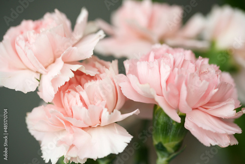 Fluffy flowers of pink fragrant carnations