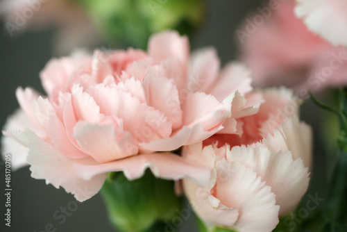 Fluffy flowers of pink fragrant carnations