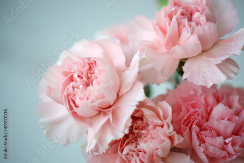 Fluffy flowers of pink fragrant carnations © Olga Tkacheva