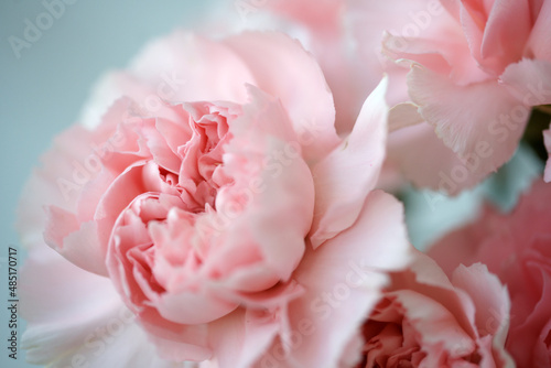 Fluffy flowers of pink fragrant carnations