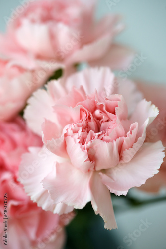 Fluffy flowers of pink fragrant carnations © Olga Tkacheva