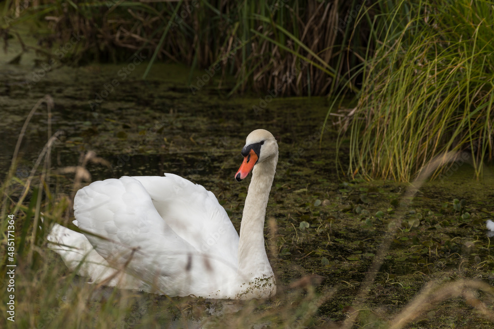 Obraz premium swan feeding in the river