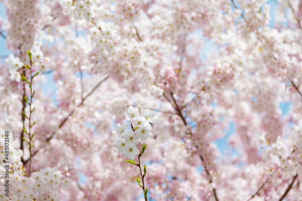 blossom background of sakura tree in summer blossom background of sakura tree in summer