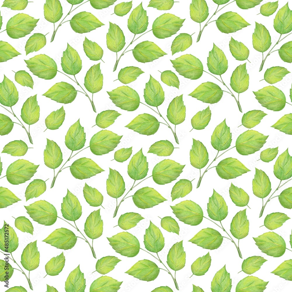 Green decorative tree branches with leaves on a white background. Drawing with colored pencils, Seamless pattern. Green decorative tree branches with leaves on a white background. Drawing with colored pencils, Seamless pattern.