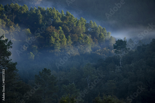 Forêt sauvage dans la brume du matin en hiver au creu d'une vallée boisée. Chaîne de montagnes de Cévennes en France. photo