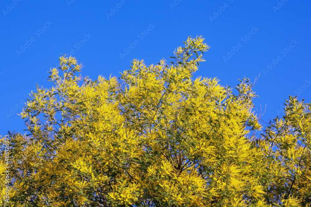 Spring flowers. Branches of Acacia dealbata tree with bright yellow flowers against blue sky on sunny spring day. Space for text