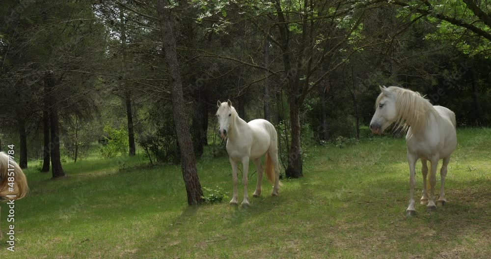 White Camargue horses, occitanie, France