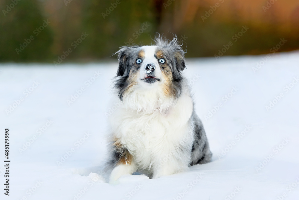 adorable happy mini aussie dog sitting with snow on nose