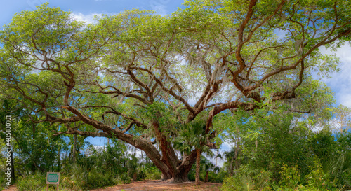 Fototapeta Naklejka Na Ścianę i Meble -  Historic large oak tree in Lake Griffin state park in Florida