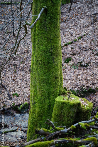 Ausschnitt aus einem Wald mit Buchen und Eichen, Mischwald in naturnaher Bewirtschaftungsform zur winterlichen Jahreszeit photo