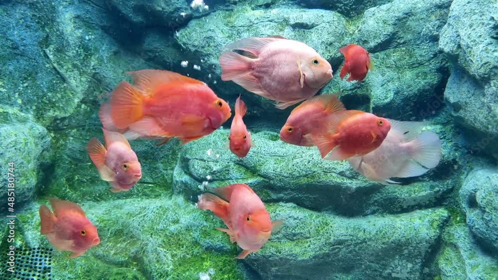 A group of red fish in an aquarium