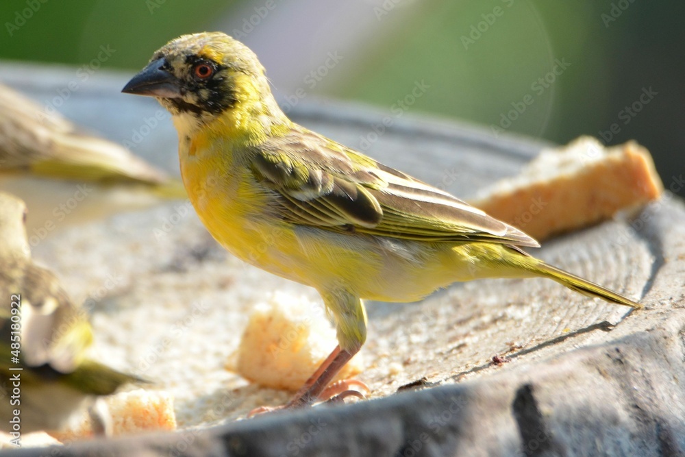 Fototapeta premium Portrait of a southern masked weaver