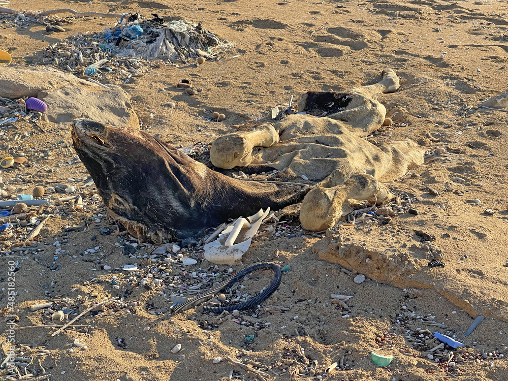 The corpse of a dead cow lies on the sand, on the seashore, against the backdrop of debris. Dead animal, cow. A dead cow lies on the seashore in North Cyprus. Environmental natural disaster The corpse of a dead cow lies on the sand, on the seashore, against the backdrop of debris. Dead animal, cow. A dead cow lies on the seashore in North Cyprus. Environmental natural disaster