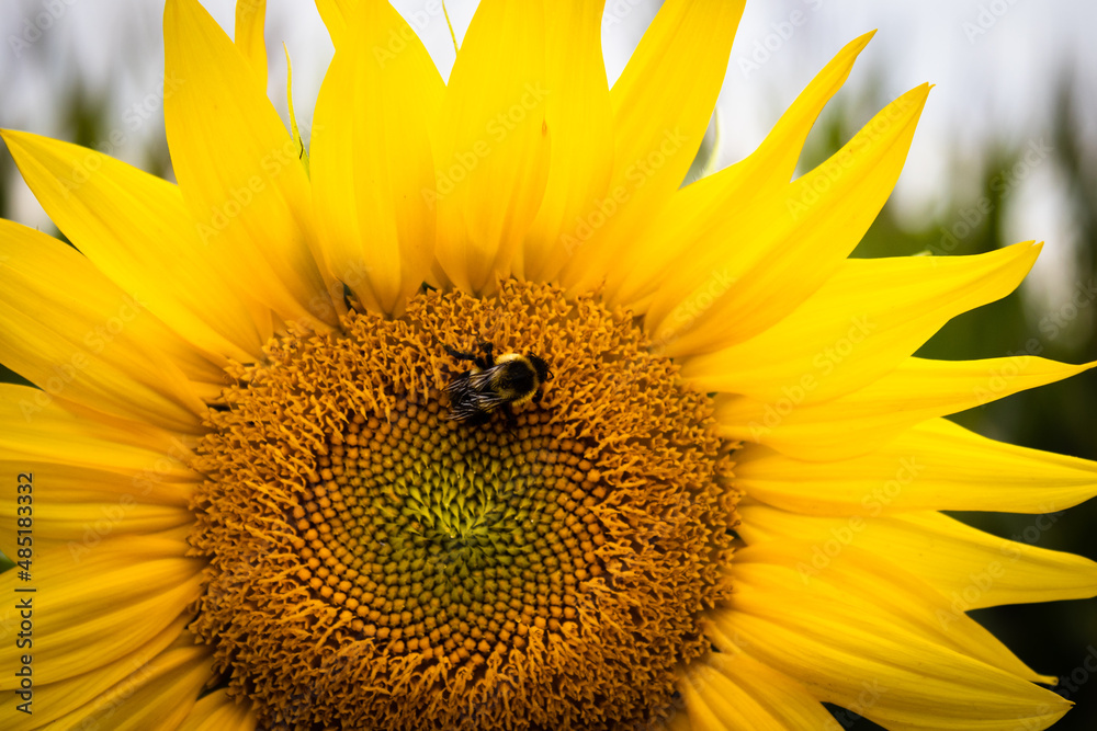 Naklejka premium Sunflower bumblebee