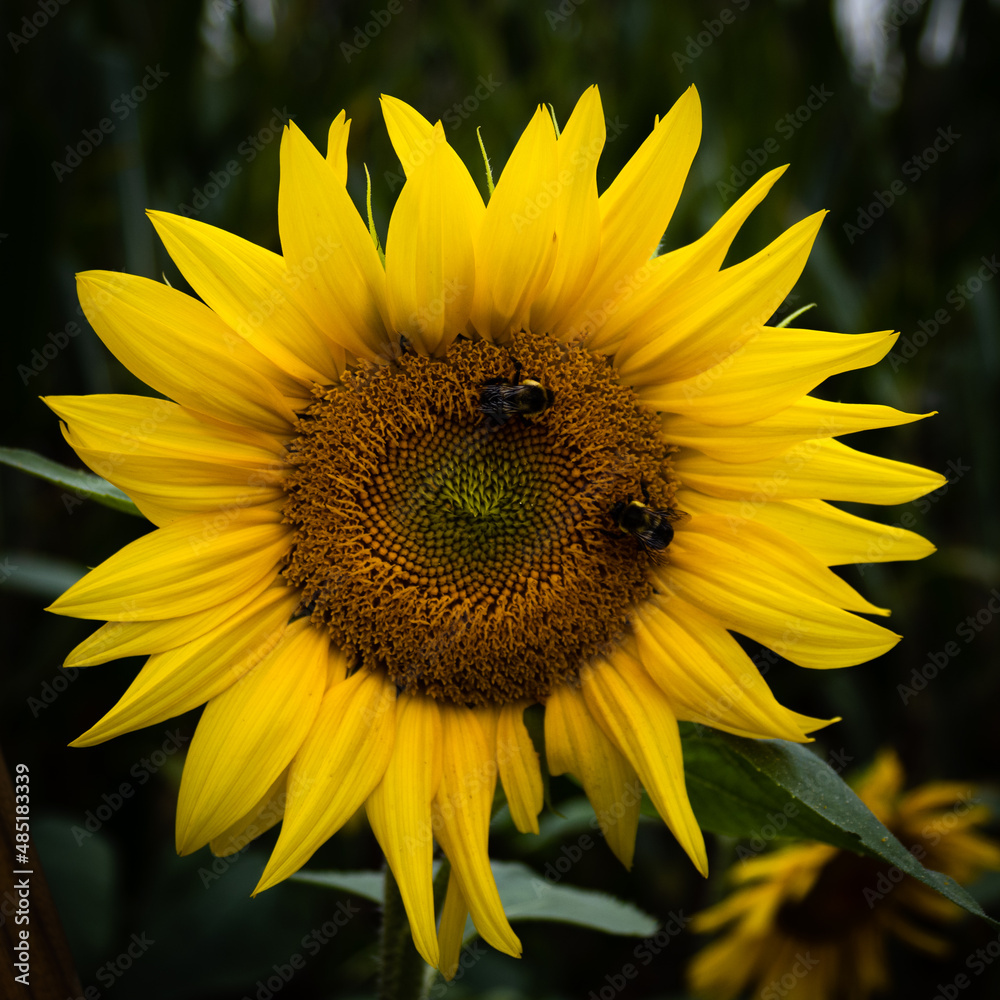 Naklejka premium Sunflower bumblebee