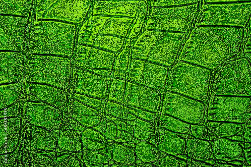 Green crocodile leather texture as background. Alligator pattern.