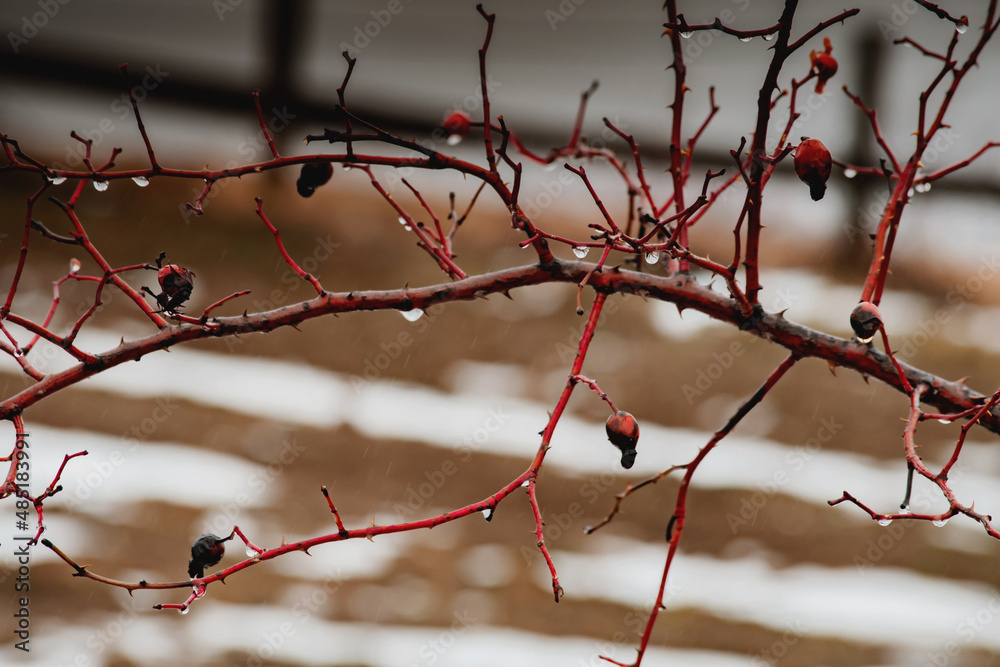 Winter berries macro photography Winter berries macro photography
