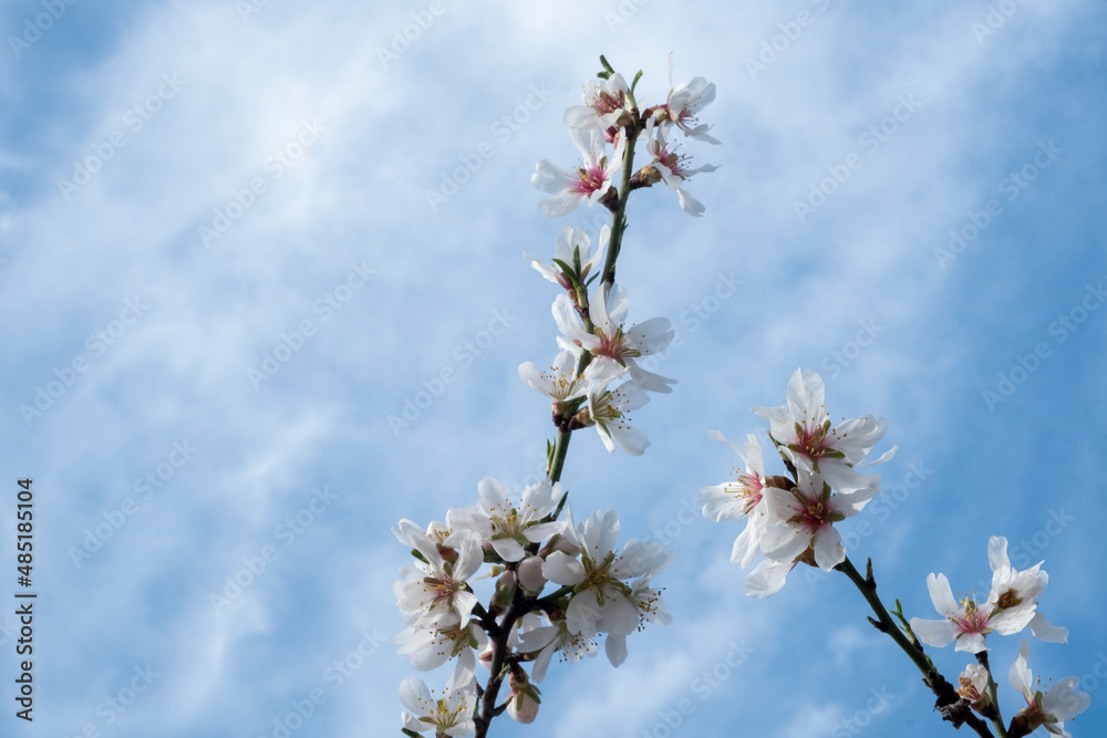 Detalle de ramas de almendro florecido con fondo de cielo Detalle de ramas de almendro florecido con fondo de cielo