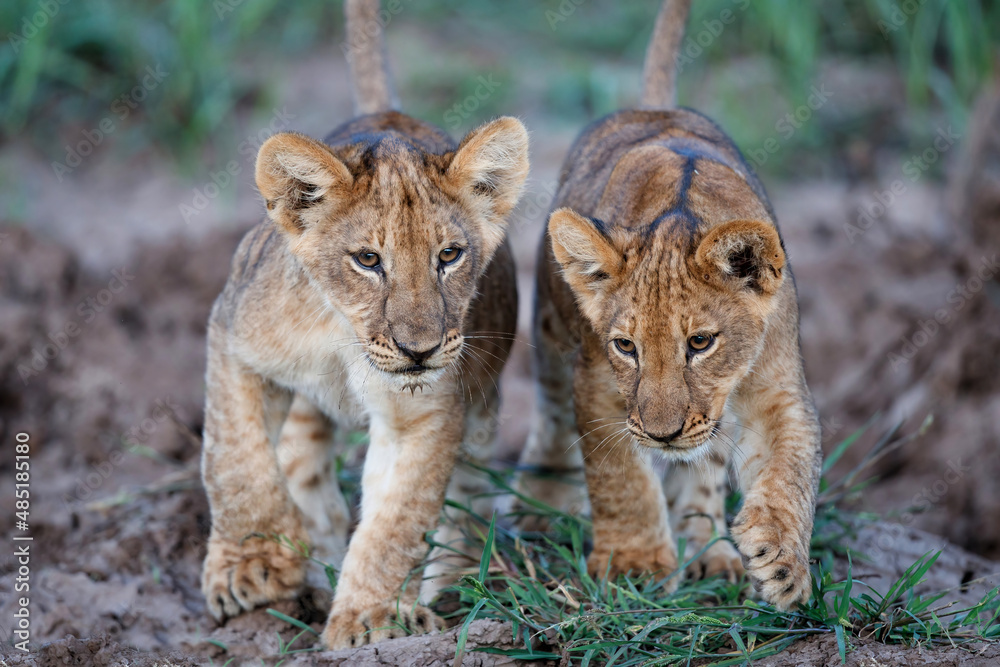 Lion cub hanging around in Mashatu Game Reserve in the Tuli Block in Botswana Lion cub hanging around in Mashatu Game Reserve in the Tuli Block in Botswana