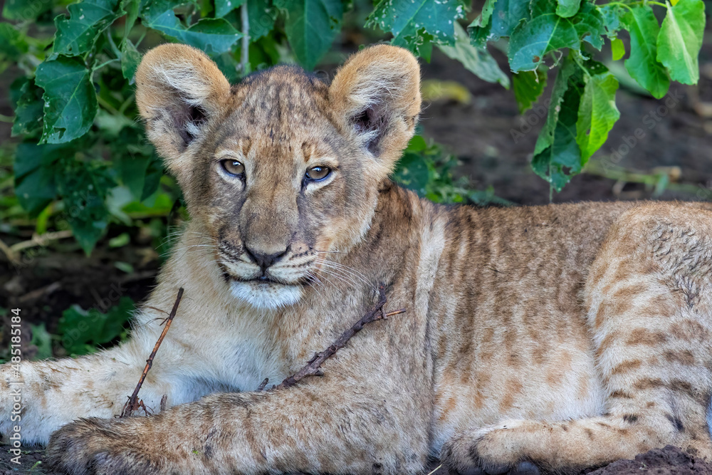 Obraz premium Lion cub hanging around in Mashatu Game Reserve in the Tuli Block in Botswana