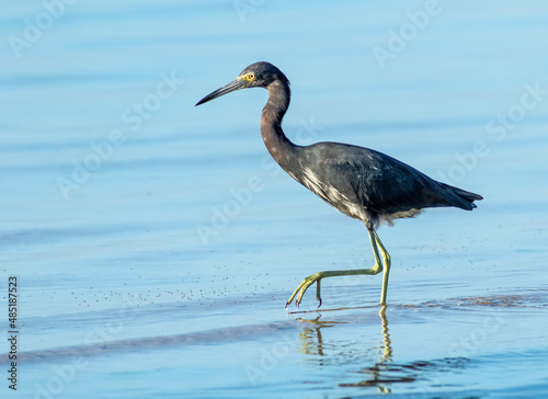 Φωτογραφία A tricolored heron wades through the shallow inshore water looking for food