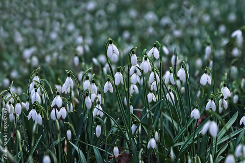 helle Frühblüher Schneeglöckchen photo