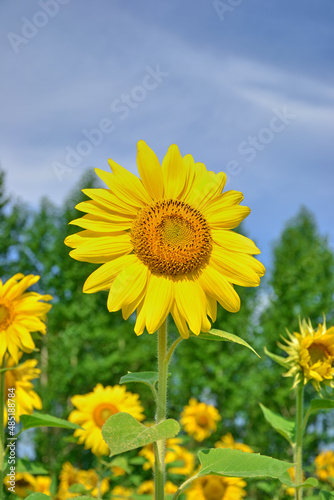 Close-up of field with bright yellow sunflowers against blue sky and bees at work. Vertical footage