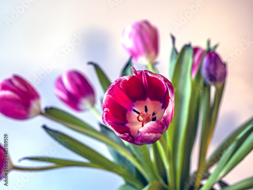 Tulip in arrangement, red photo