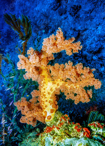 Soft coral off the coast of the Fiji islands