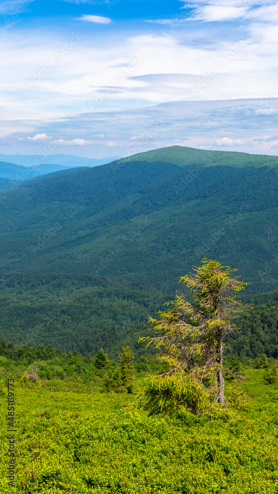 tree on the grassy hillside. view in to the green valley. beautiful nature background. summer countryside landscape in mountains