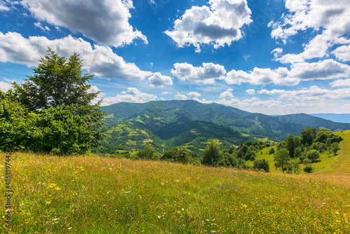 trees on a grassy field in mountains. scenic rural landscape with meadow in summer. countryside scenery on a sunny day. idyllic green nature background. bright weather with white clouds on a blue sky