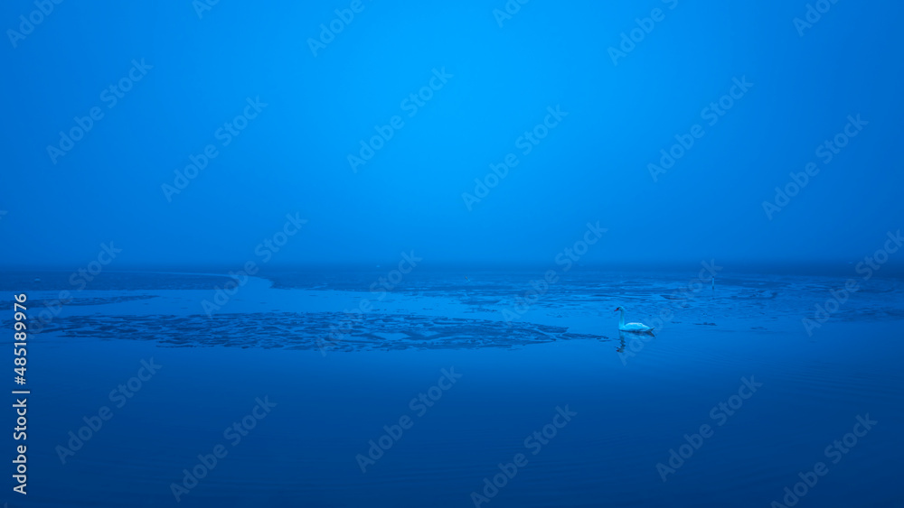 Obraz premium Blue frozen lake with a white swan swimming toward the clusters of floating ice pieces. Twilight foggy winter seascape on Cape Cod in Massachusetts.