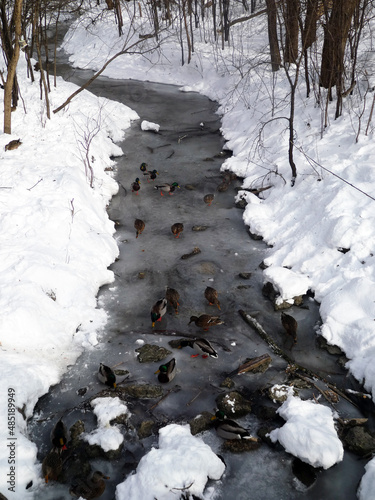Ducks flock on ice of frozen river